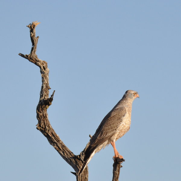 There is also some great birding on the reserve...