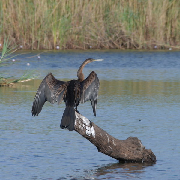 ...or an African darter.