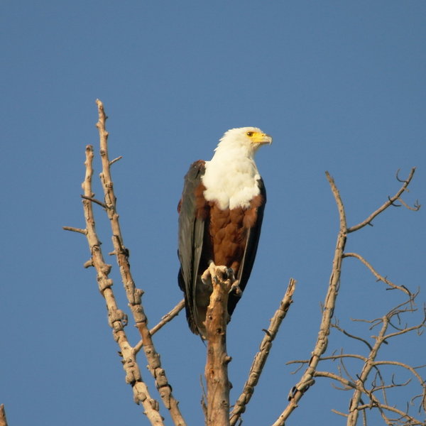 ...an African fish eagle...