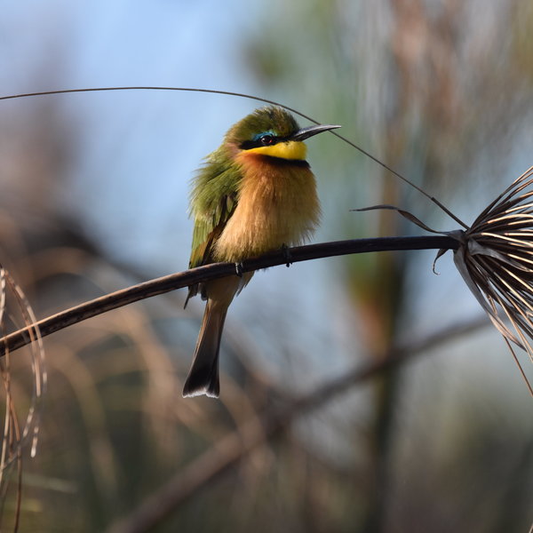 The Okavango Panhandle offers first class bird watching.