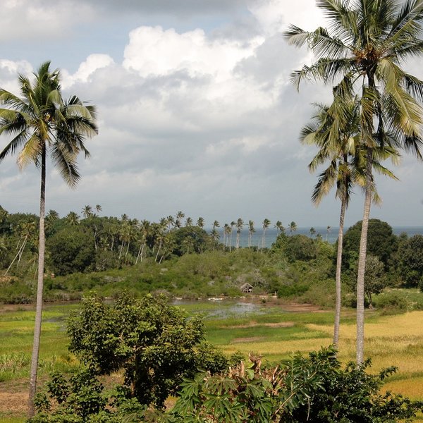 The soil on Pemba Island is incredibly fertile...