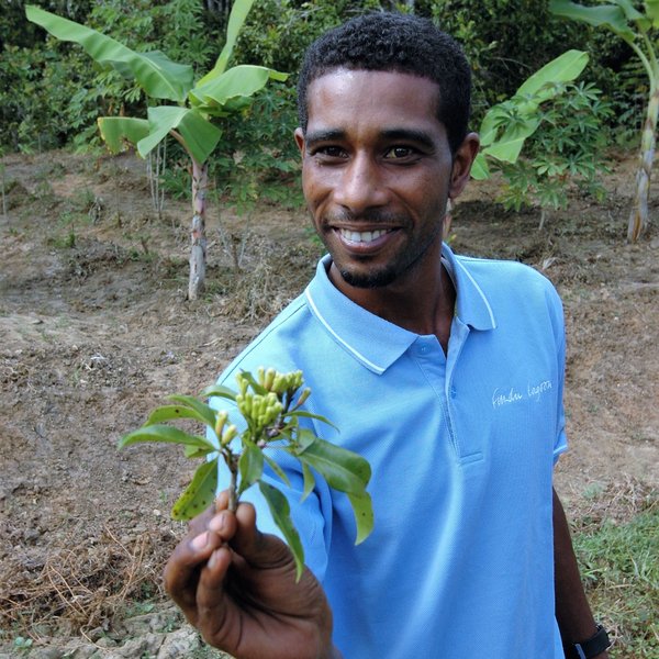 Cloves are the main agricultural products and fill the air with a smell of spices...