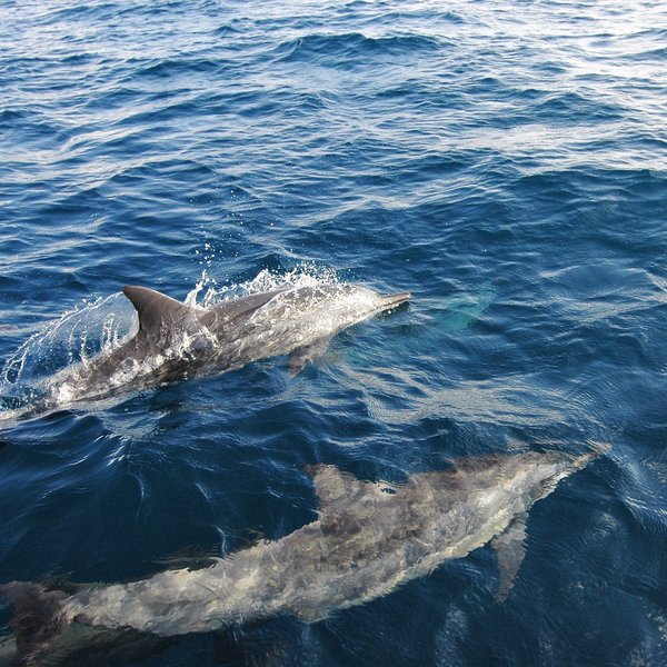 ... or going on a dolphin watching trip ...