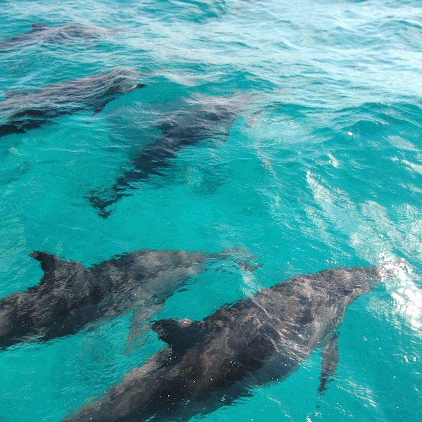 ... to find the spinner dolphins who love to ride the bow wave of boats.