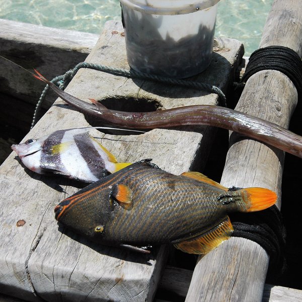 ... and they will catch a variety of different species.