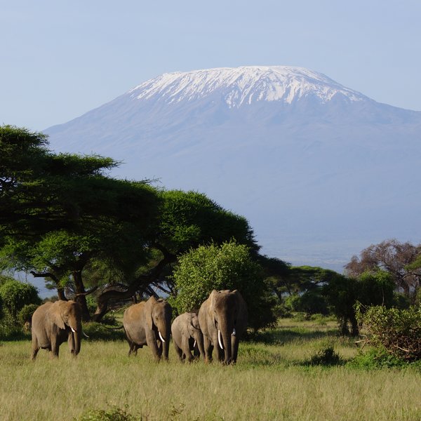…and especially when elephants are moving towards the swamps to drink.