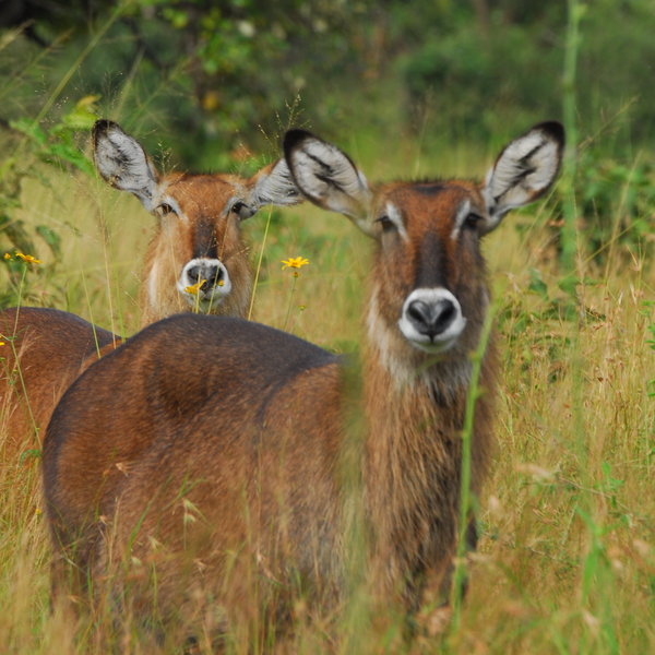 ... and are widely found in sub-Saharan Africa.
