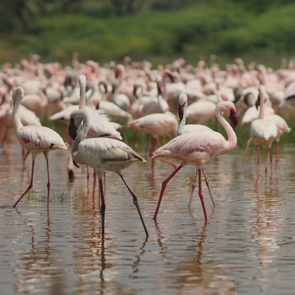 The Great Rift Valley is famous for its saline lakes (these flamingos were at Lake Bogoria)…