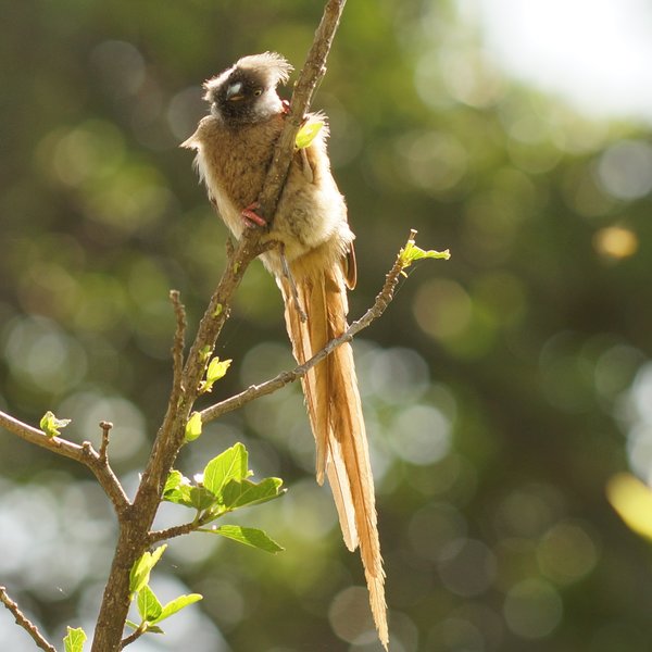 …and abundant birdlife (mousebird at Lake Naivasha).