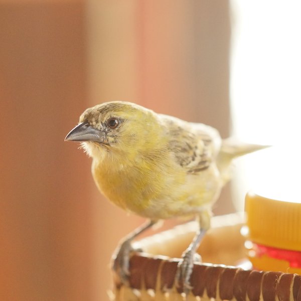 …with avian visitors often present at your breakfast table