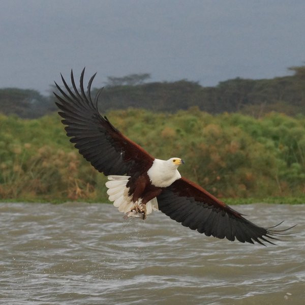…or persuaded to approach by boatmen offering fish (fish eagle, Lake Naivasha).