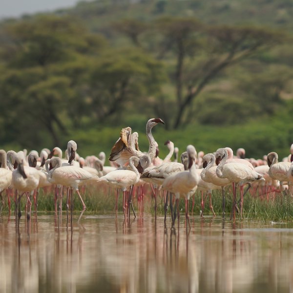 The iconic flamingos are less easily tracked down since flooding has changed the lakes' ecology…