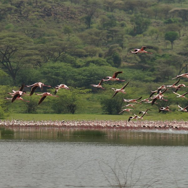 …and as well as Lake Bogoria…