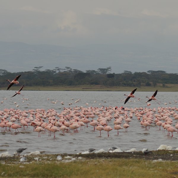 …you should also consider Lake Elmenteita…