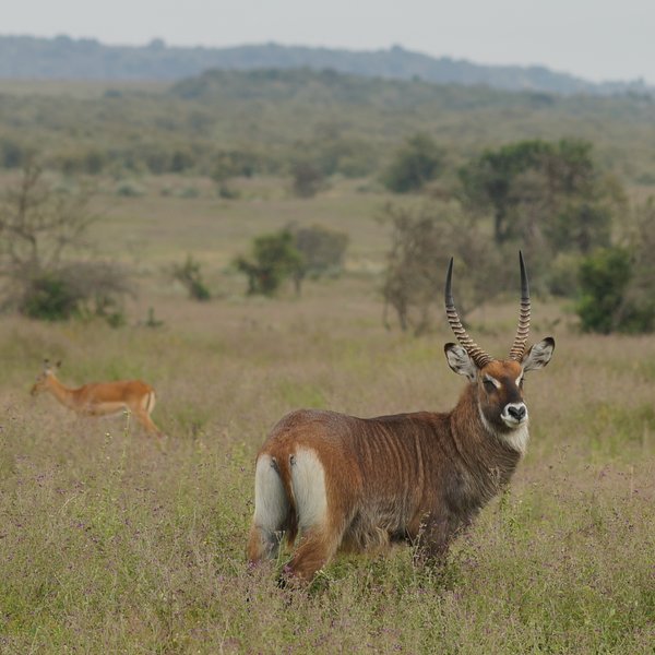 …where the Soysambu Consevancy has plenty of grazers…