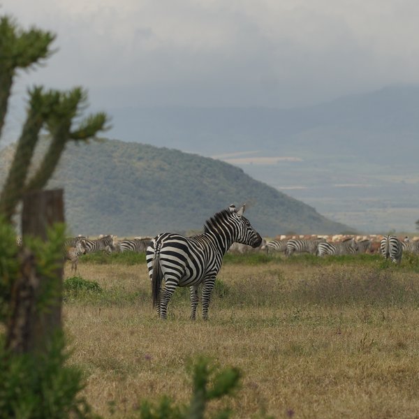 …mixing with the livestock of this huge working ranch.