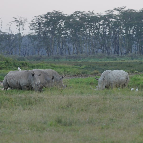 The best-known Rift Valley national park is Lake Nakuru, which protects white and black rhino…