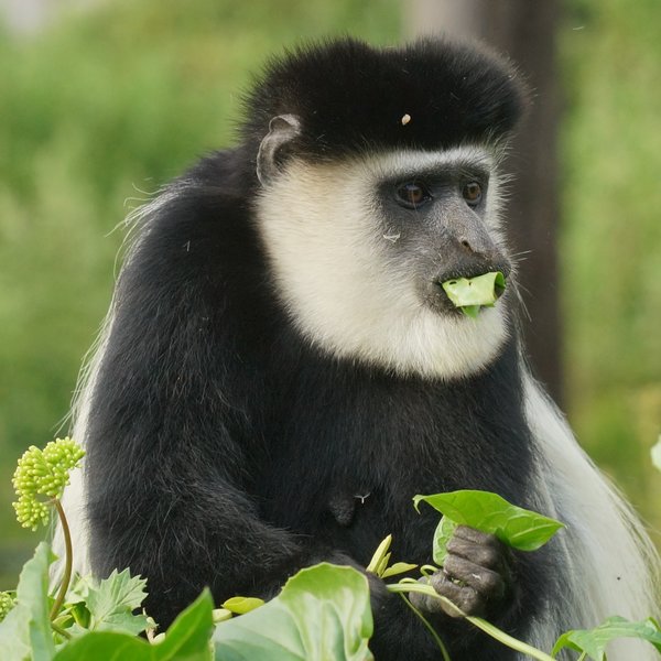 The other freshwater lake is Lake Naivasha, which has a number of troops of colobus monkeys.