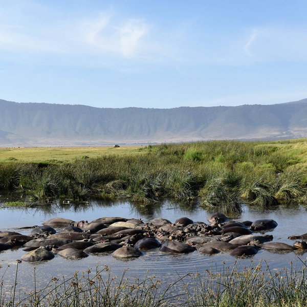 ... which is home to a vast amount of wildlife...