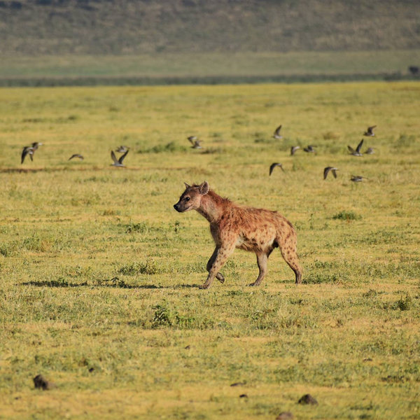 ... as well as predators such as hyenas ...
