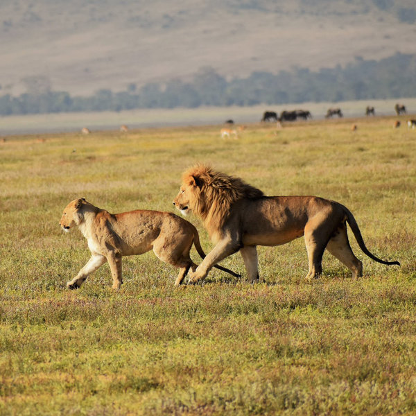 ... and lions ...