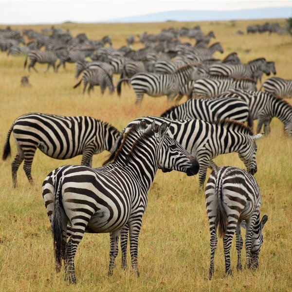 ...plus thousands of zebra...