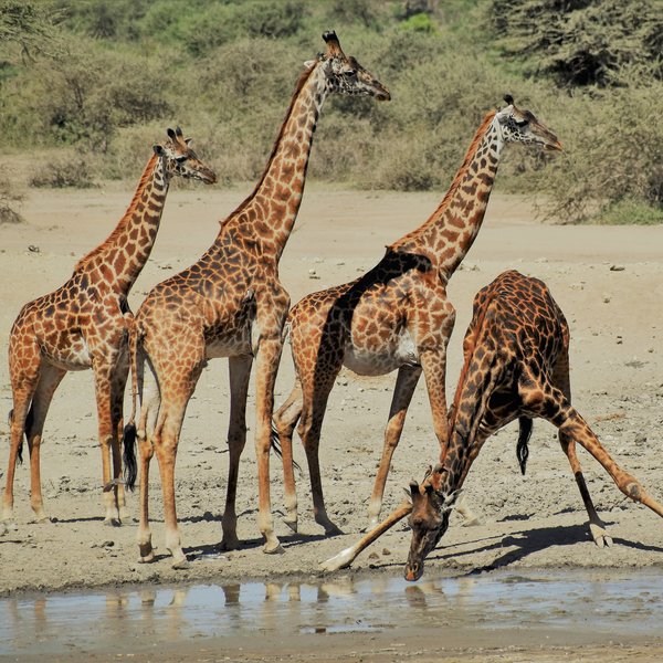 ... giraffe, gazelles, elephants and eland.
