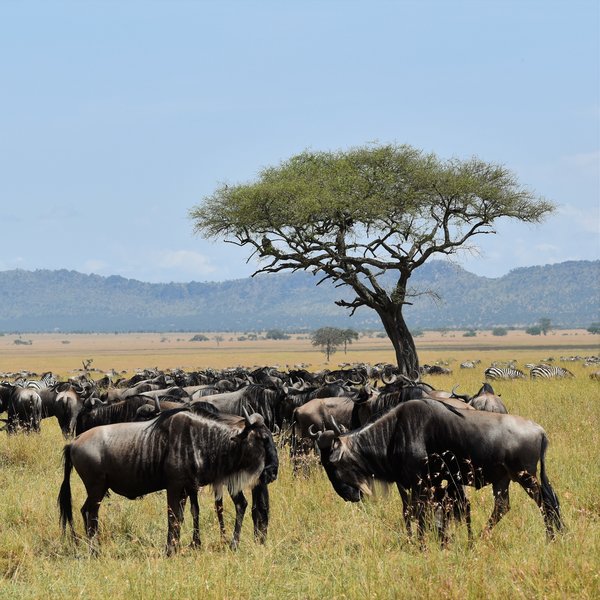 The Serengeti is home to huge numbers of animals: over a million wildebeests...