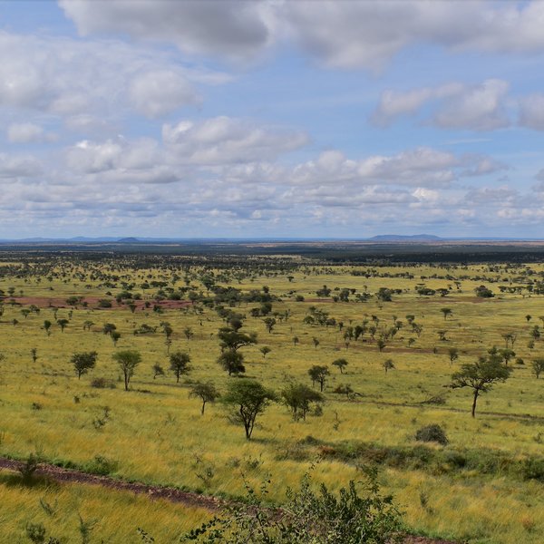 ...the name, Serengeti, comes from the Maasai, meaning "endless plains".