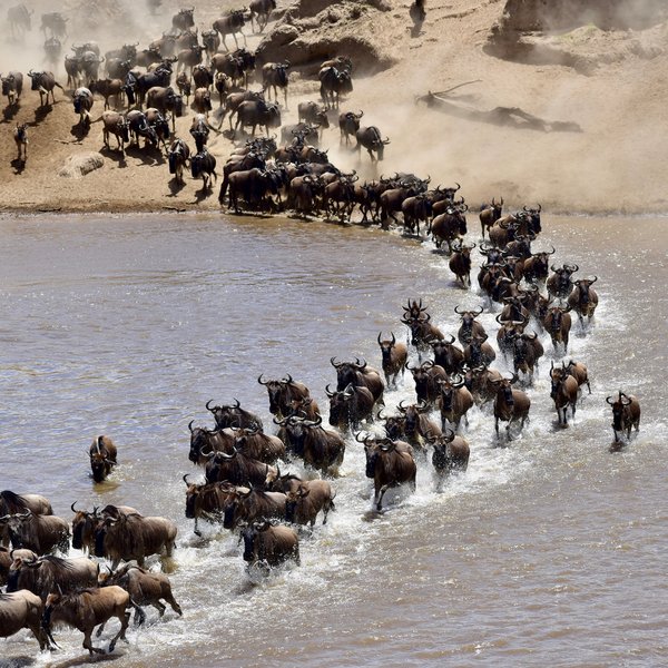 ...constantly moving in a huge loop, following the rains to find the replenished grasses.