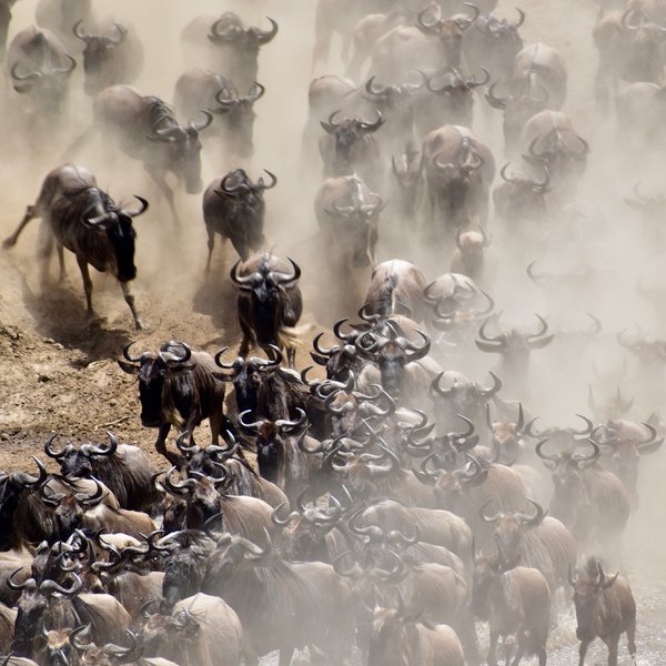 ...crossing dangerous rivers in order to reach their goal.
