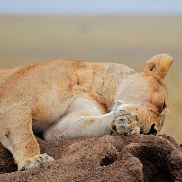 This moving spectacle attracts an attentive audience, both predator and human...