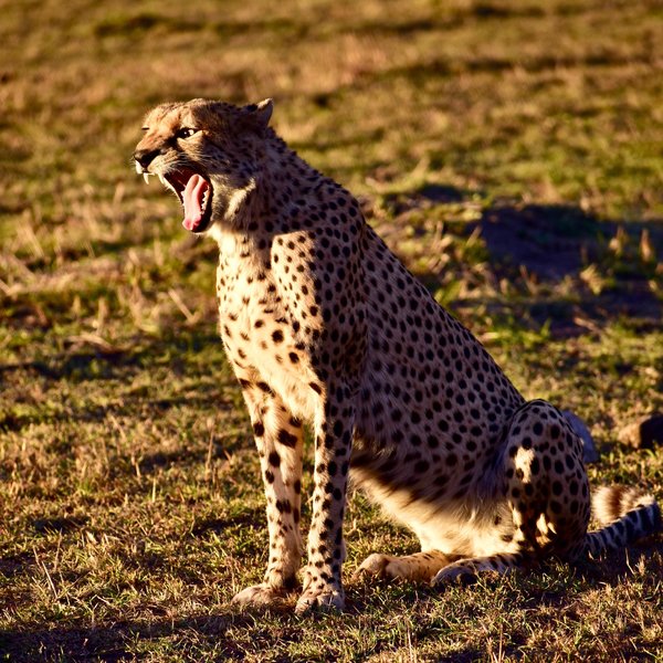 ... such as cheetahs ...