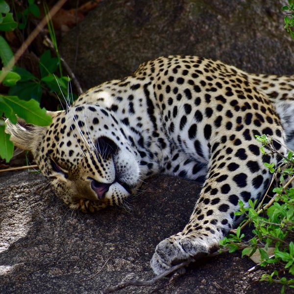 ... and leopards...