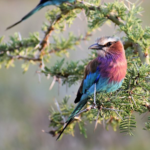 ... including the beautiful Lilac Breasted Roller.