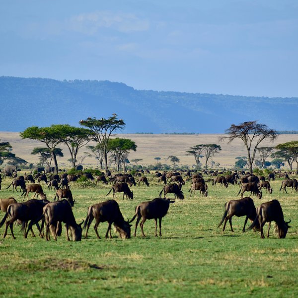 Millions of the animals migrate each year in search of food...