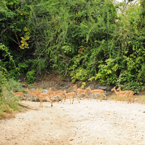Impala are probably the most common antelope …