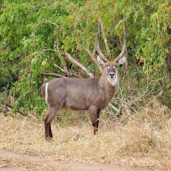 … and you’ll also find good numbers of waterbuck …