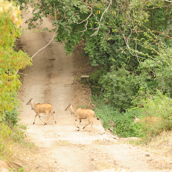 … and judging by the crèche that we saw crossing a road …
