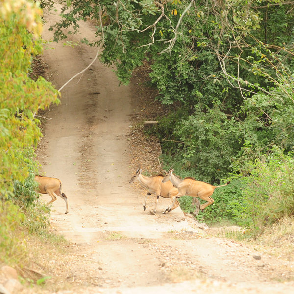 .. healthy populations of eland.