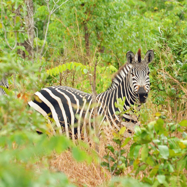 The vegetation in Majete is lush …