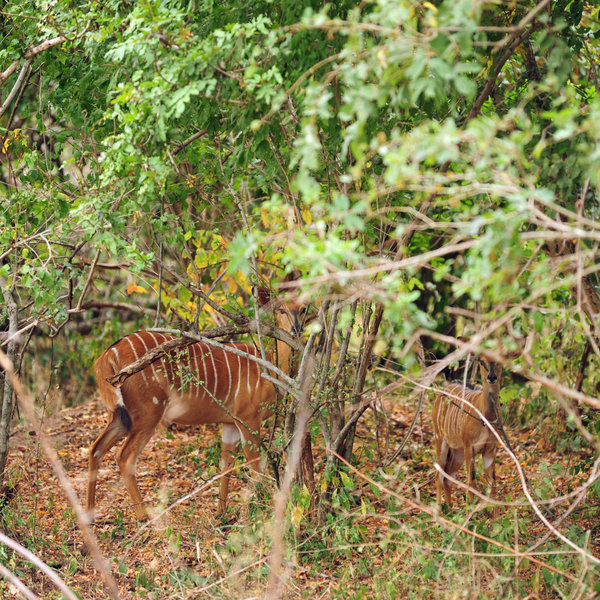 … so sometimes you have to work to see the wildlife.