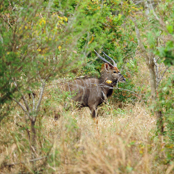 But try hard and you’ll be rewarded with some unusual species …