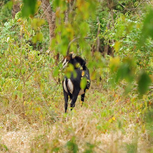 … like the magnificent sable ...