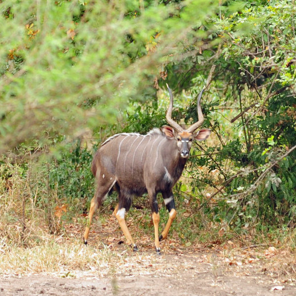 … or the beautiful nyala.