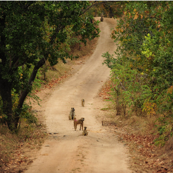 On our last brief visit, most of the wildlife was pretty relaxed, like this troop of baboons …