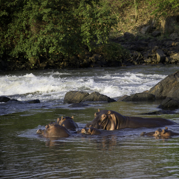 Unusually, for such a fast river, you’ll find plenty of hippos and large crocodiles in the Shire.