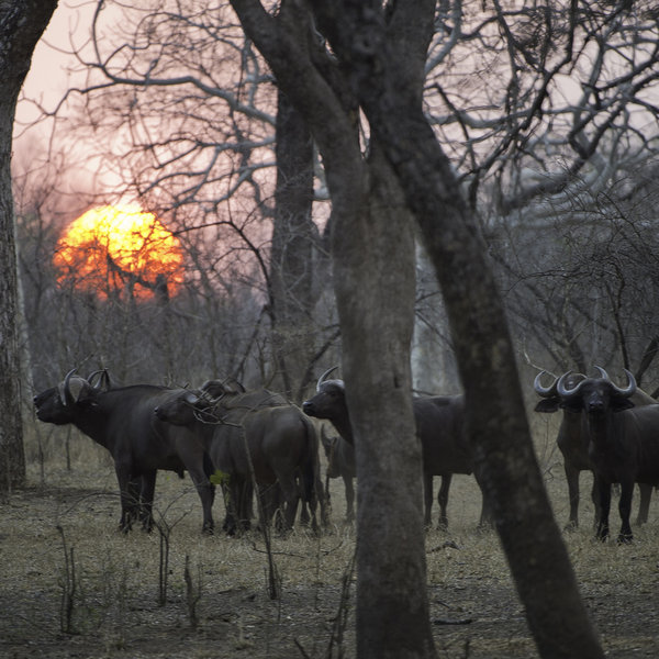 ... and now has significant numbers of buffalo ...
