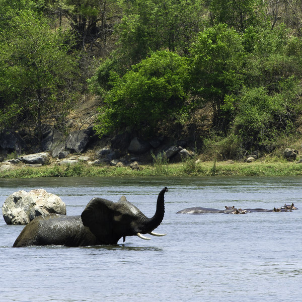 ... and elephant.
