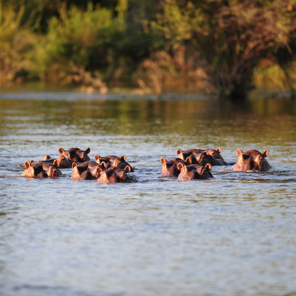 …has a large population of hippos and crocodiles